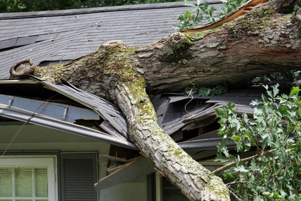 Cost of Storm Remediation in Ramona